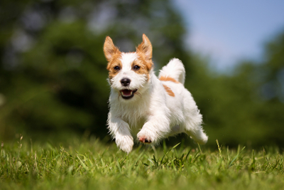 Warum wedeln Hunde mit dem Schwanz